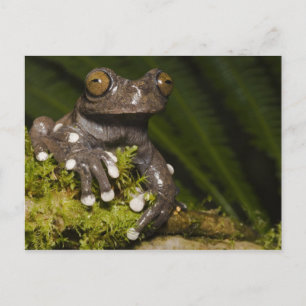 Gefangener Tapichalaca-Laubfrosch Hyloscirtus 3 Postkarte