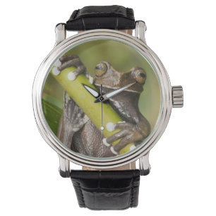 Gefangener Tapichalaca-Laubfrosch Hyloscirtus Armbanduhr