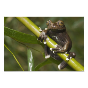 Gefangener Tapichalaca-Laubfrosch Hyloscirtus Fotodruck