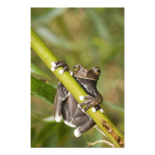 Gefangener Tapichalaca-Laubfrosch Hyloscirtus Fotodruck