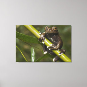 Gefangener Tapichalaca-Laubfrosch Hyloscirtus Leinwanddruck