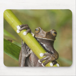 Gefangener Tapichalaca-Laubfrosch Hyloscirtus Mousepad