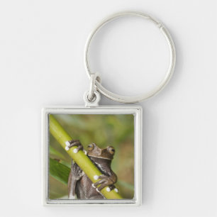 Gefangener Tapichalaca-Laubfrosch Hyloscirtus Schlüsselanhänger