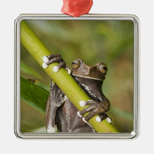 Gefangener Tapichalaca-Laubfrosch Hyloscirtus Silbernes Ornament