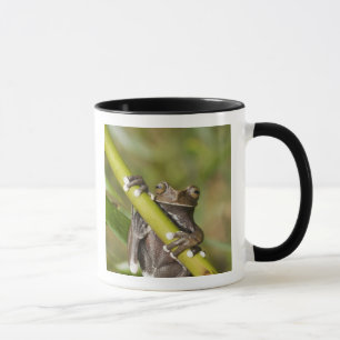 Gefangener Tapichalaca-Laubfrosch Hyloscirtus Tasse