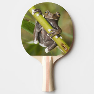 Gefangener Tapichalaca-Laubfrosch Hyloscirtus Tischtennis Schläger