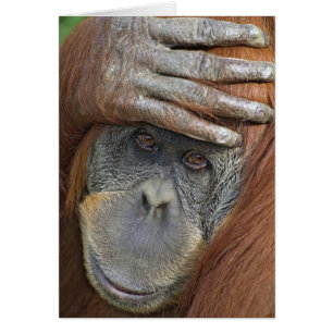 Gefangenes weibliches Sumatran Orang-Utan