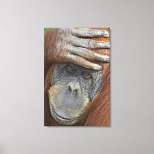 Gefangenes weibliches Sumatran Orang-Utan Leinwanddruck