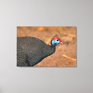 Gefiederte Guinea (Numida meleagris). Afrika, Leinwanddruck