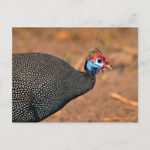 Gefiederte Guinea (Numida meleagris). Afrika, Postkarte