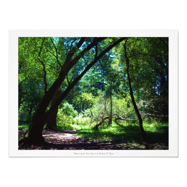 "Gefiltert durch die Blätter der Bäume" Walddekor Fotodruck (Vorne)
