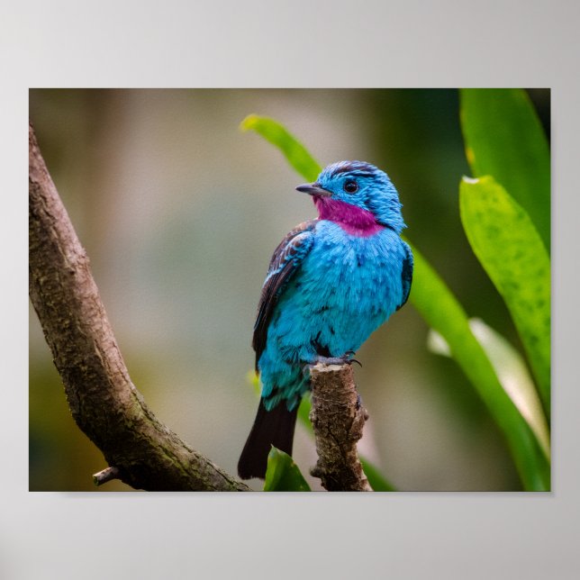 Gefleckte Cotinga Poster (Vorne)