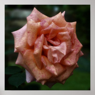 Gefleckte Pfirsich-Rose Nahaufnahme  Poster