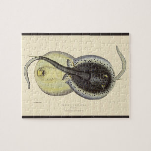 Gefleckte Stachelrochen, Vintage Meeres Tiere