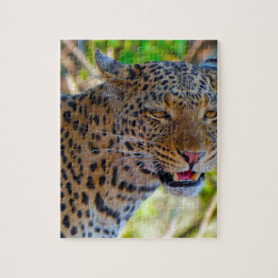 Gefleckter Leopard
