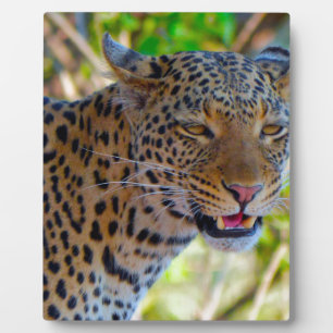 Gefleckter Leopard Fotoplatte