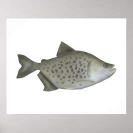 Gefleckter Piranha Poster