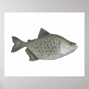 Gefleckter Piranha Poster