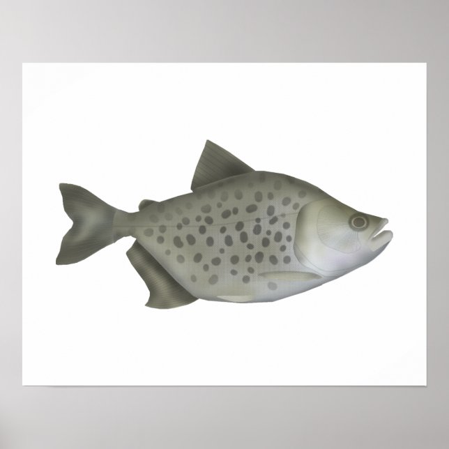 Gefleckter Piranha Poster (Vorne)