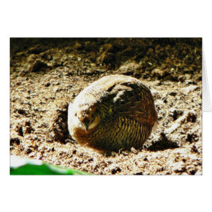 Geflügel irgendeiner Art