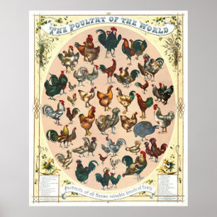 Geflügel züchtet 1868 poster