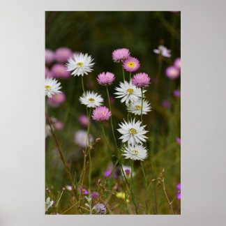 Geflüster der Wildblumen Poster