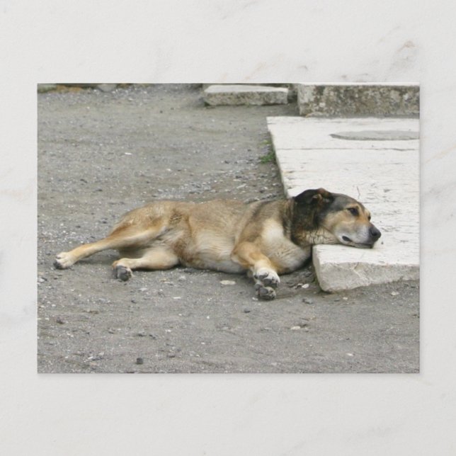 Gefrierfisch für Hund Postkarte (Vorderseite)