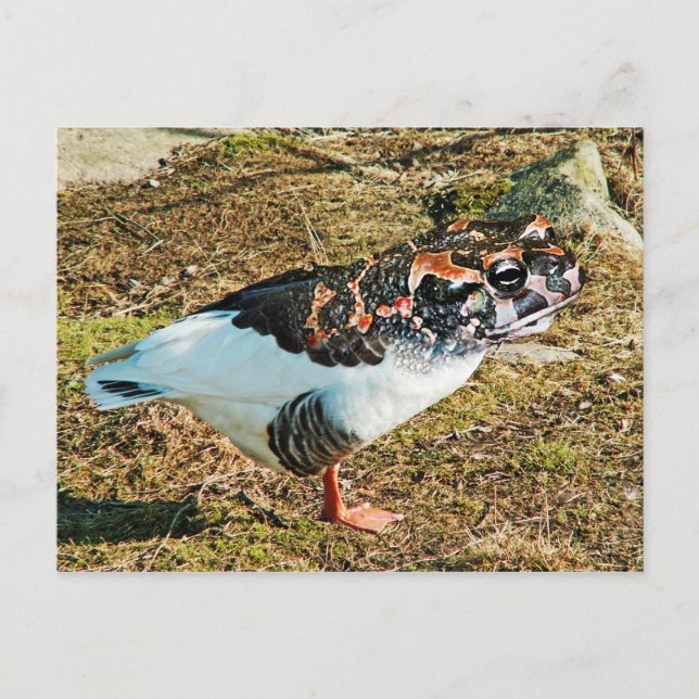 gefroren postkarte (Vorderseite)