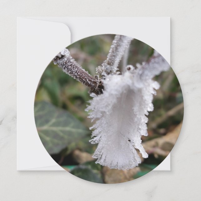 gefrorene Feder (Vorderseite)