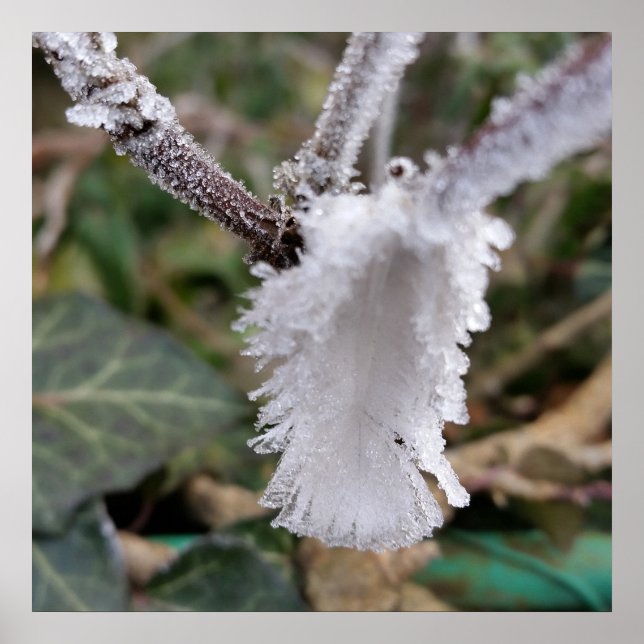 gefrorene Feder Poster (Vorne)