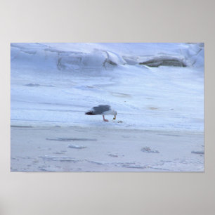 Gefrorener Ozean mit Möwe Poster