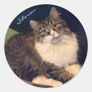 Gefühlvolle sibirische Katzen-Aufkleber Runder Aufkleber