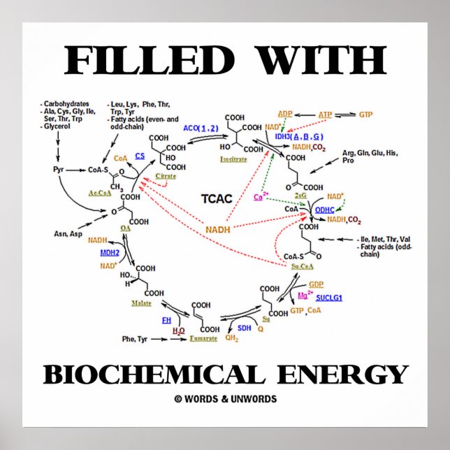 gefüllt mit biochemischer Energie (Krebs-Zyklus) Poster (Vorne)