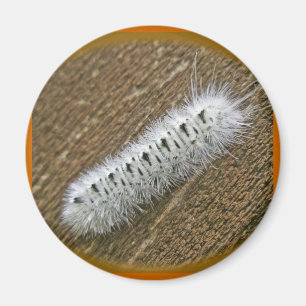 Gegenstände der Hickory Tussock Moth (Lophocampa c Magnet