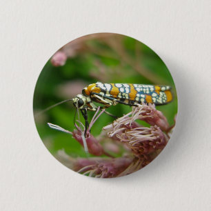 Gegenstände von Ailanthus Webworm Moth (Atteva pun Button