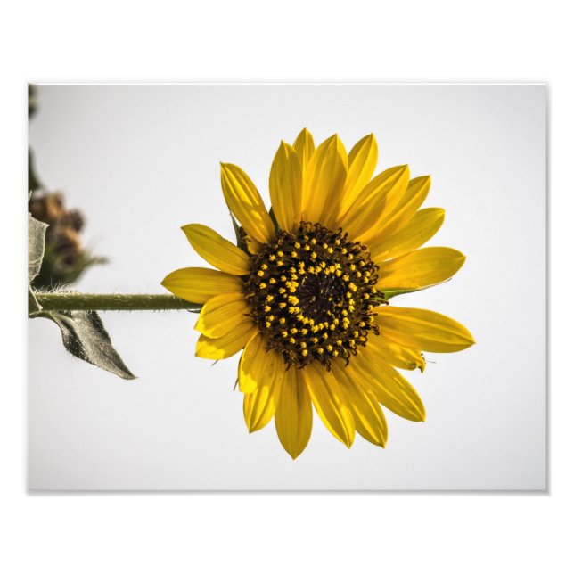 Gegenüber der Sonne Fotodruck (Vorne)