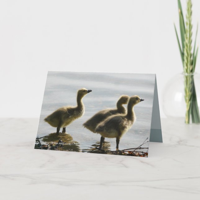 Gegenüberstellen des Lichtes Karte (Vorderseite)