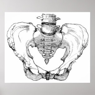 Gegliederte Pelvis Poster