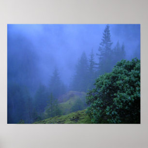 Geheimnis-Bäume Poster