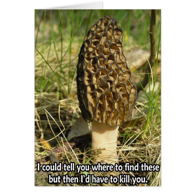 Geheimnis des Morel Hunter (Vorne)