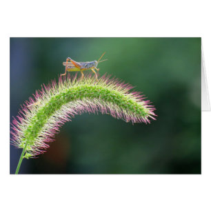 Gehen auf Luft - Heuschrecke - Farbe