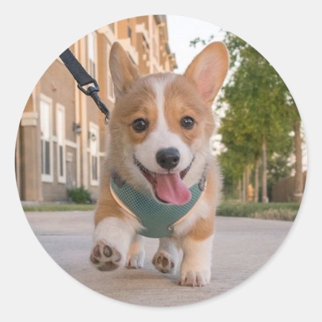 Gehen auf Sonnenschein Corgiwelpen Runder Aufkleber (Vorderseite)