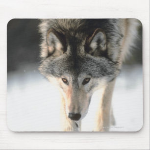 Gehen des grauen Wolfs Mousepad