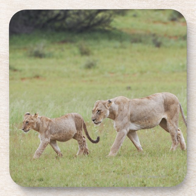 gehende Löwin mit Jungen, Löwe, Panthera Löwe, Untersetzer (Vorderseite)