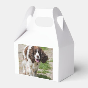 gehender englischer Springer spaniel.png Geschenkschachtel