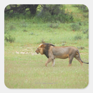 gehender männlicher Löwe, Panthera Löwe, Kgalag Quadratischer Aufkleber