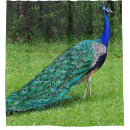 Gehender Pfau Duschvorhang