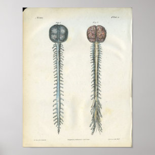 Gehirn-u. Rückenmark-Anatomie-Druck Poster