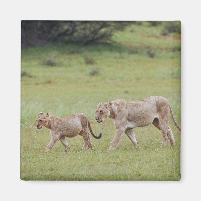 Gehlioness mit Sträuchern, Löwen, Panthera leo, Magnet (Vorne)
