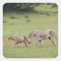 Gehlioness mit Sträuchern, Löwen, Panthera leo,